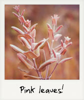 Pink leaves!