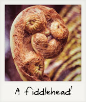 A fiddlehead!
