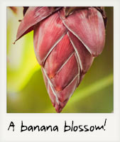 A banana blossom! A banana blossom!