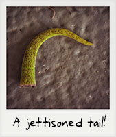A jettisoned tail!