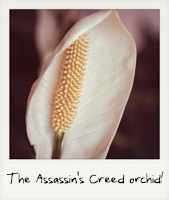 The Assassin's Creed orchid!