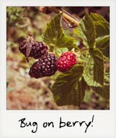Bug on berry!