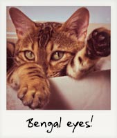 Bengal eyes!