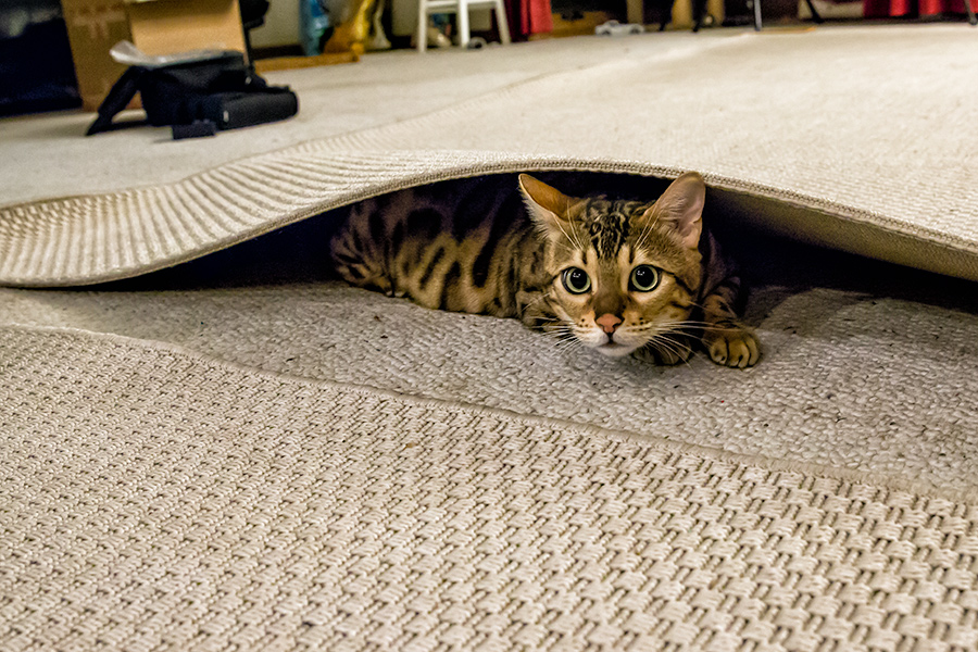 Bengal cat hiding under brown carpet photo