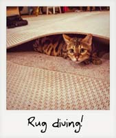Rug diving!
