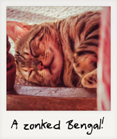 A zonked Bengal!