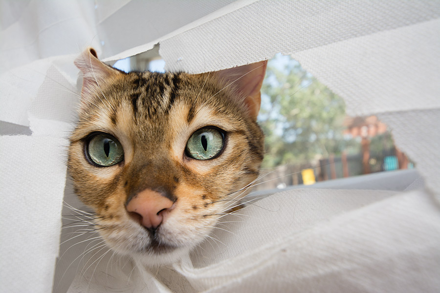 Bengal cat sticking head through blinds photo