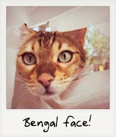 Bengal face!