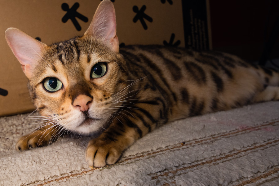 Sleepy Bengal cat photo