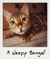 A sleepy Bengal!