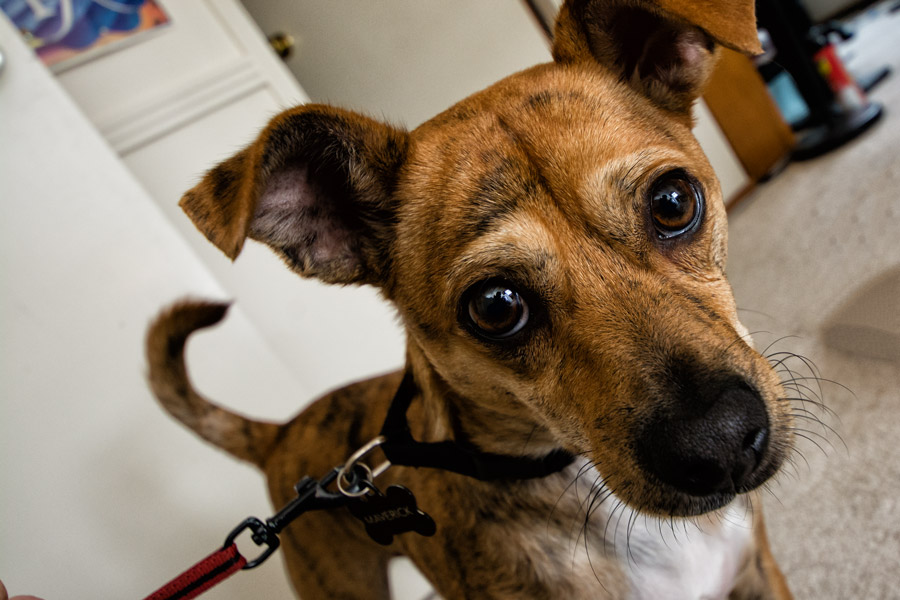 Maverick brown dog photo