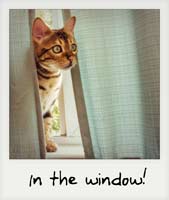 In the window!