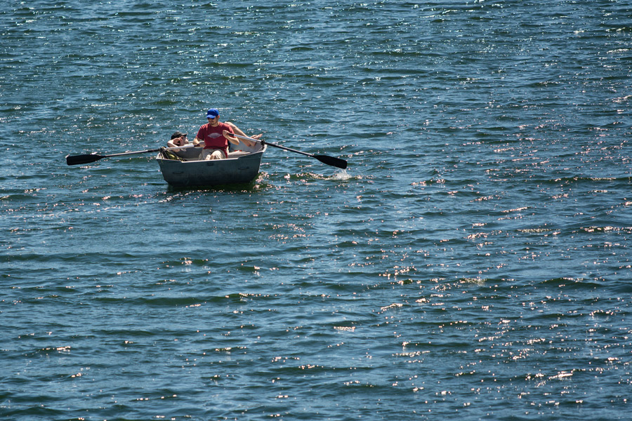 Bengal cat in window photo