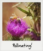 Pollination!
