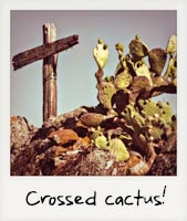 Crossed cactus! Crossed cactus!