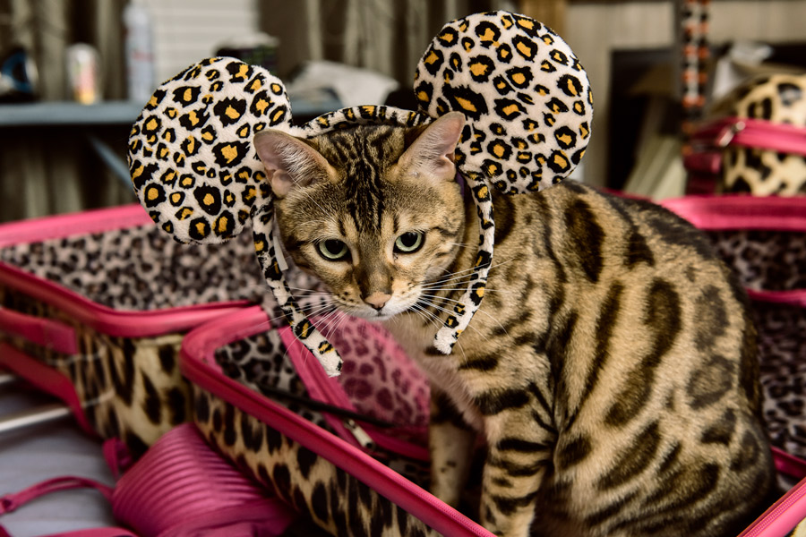 Bengal cat with Mickey Mouse ears photo