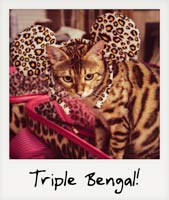 Triple Bengal!