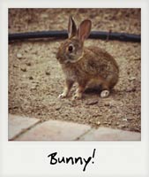 Bunny!