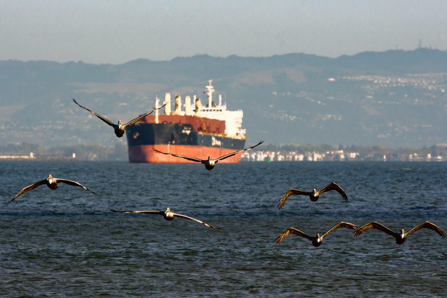 Pelicans San Francisco Bay photo