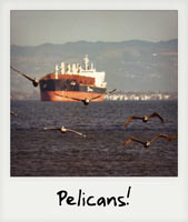 Pelicans!