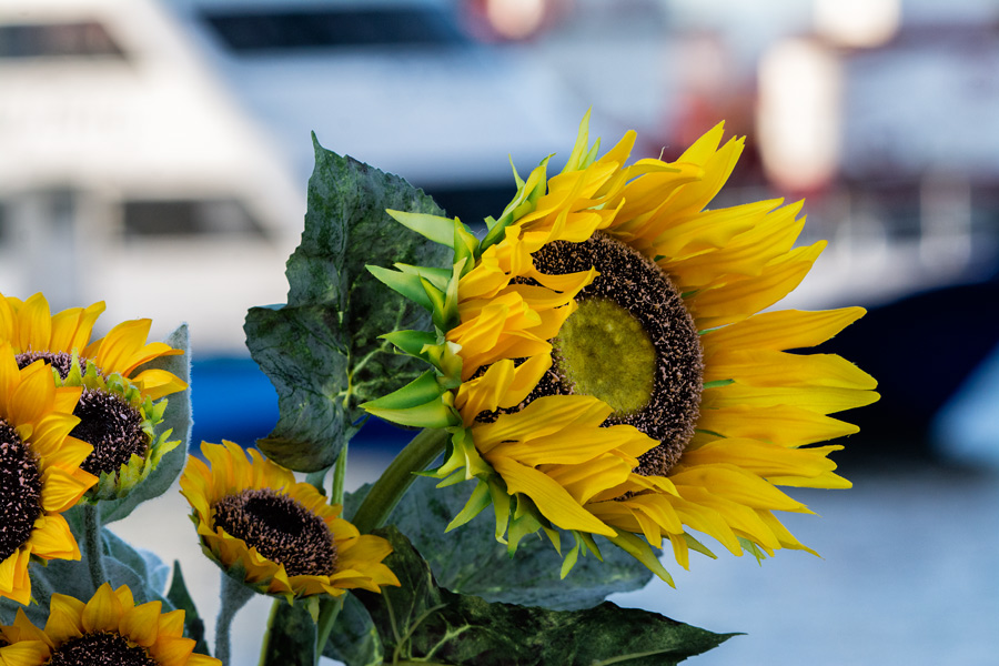 Sunflower Kathryn Steinle San Francisco Bay photo
