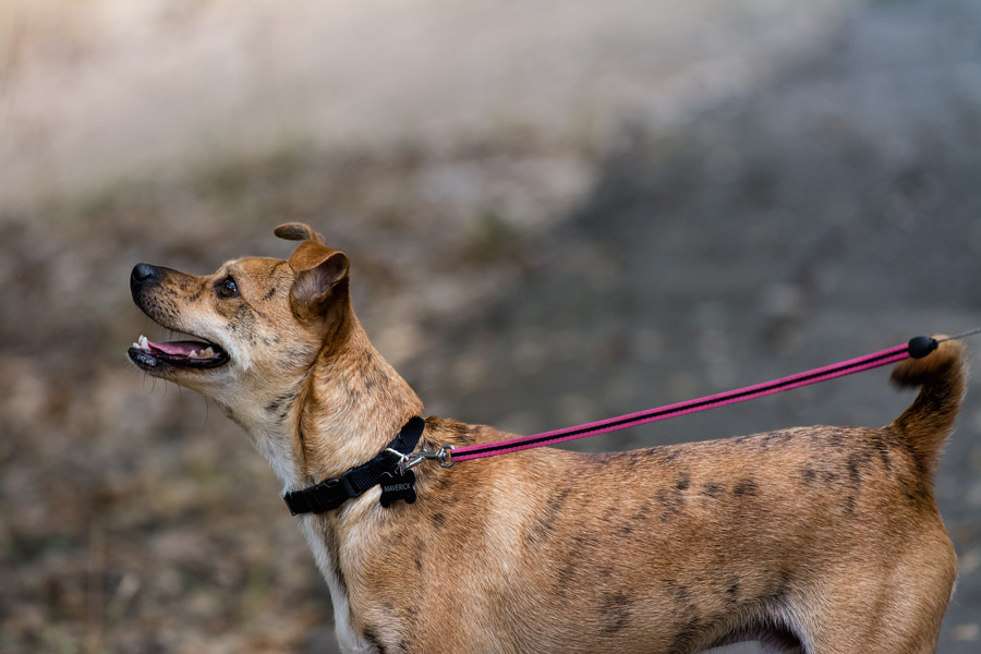 Maverick the dog photo