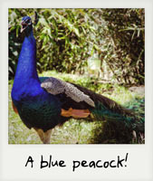 A blue peacock!