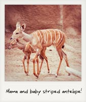 Mother and baby striped antelope!