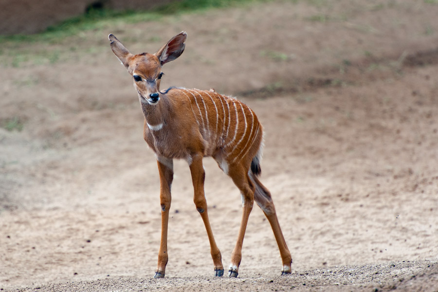 Baby striped gazelle photo