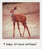 A baby gazelle!