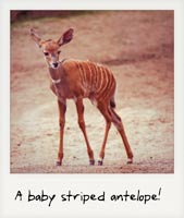 A baby antelope! A baby antelope!