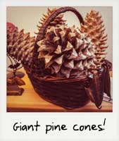 Giant pine cones!