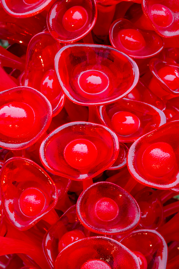 Red glass flower-like artworks at the Chihuly Museum