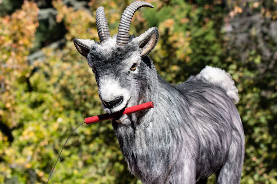 Dynamite goat DisneyLand photo