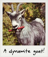 A dynamite goat!