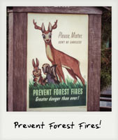 Prevent Forest Fires!