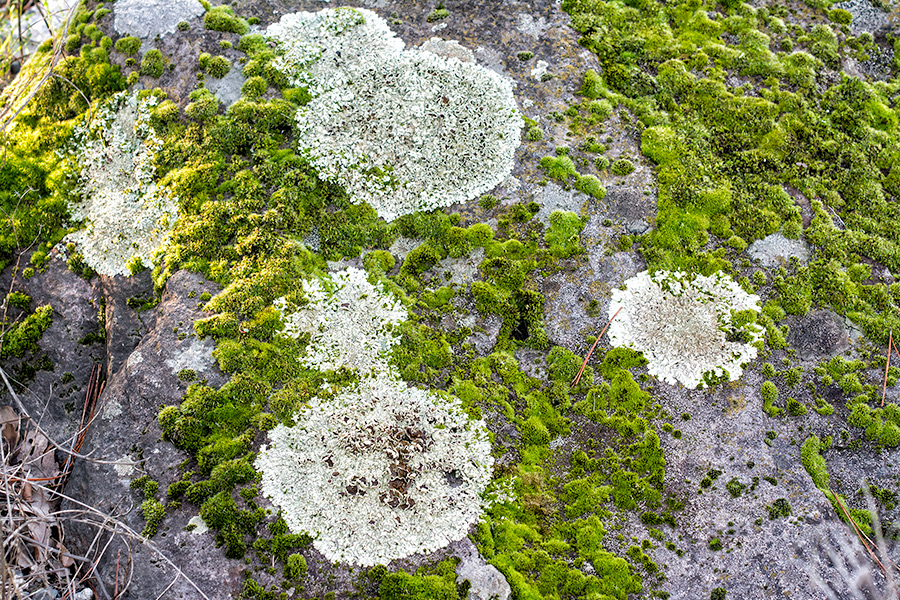 Today's Action Photo