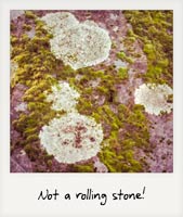 A non-rolling stone!