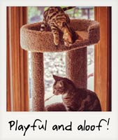 Playful and aloof! Playful and aloof!