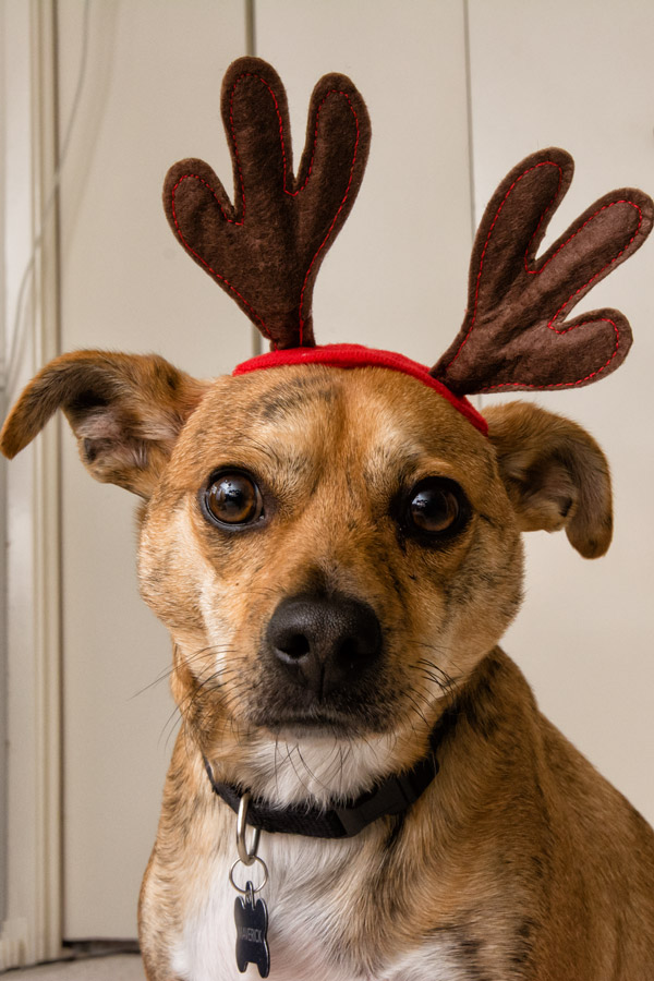 Maverick dog reindeer horns photo