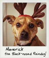 Maverick the Black-nosed reindog! Maverick the Black-nosed reindog!