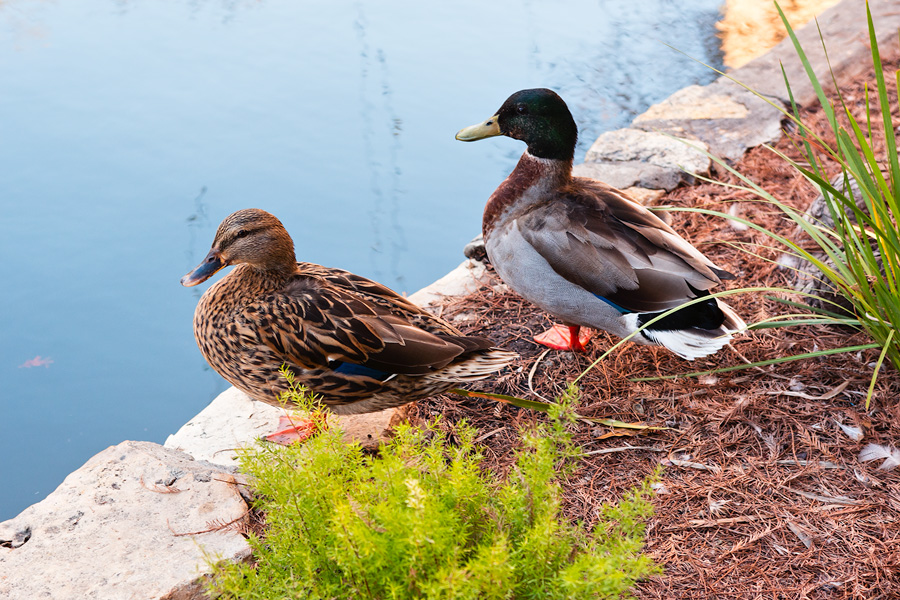 Ducks San Antonio River Walk photo