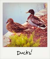 Ducks! Ducks!