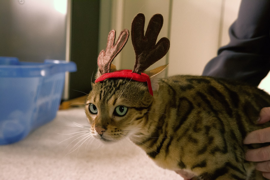 Bengal cat reindeer ears photo