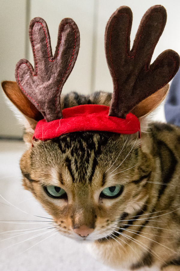 Noctiva Bengal Cat reindeer horns photo