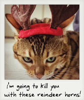 I am going to kill you with these reindeer horns!
