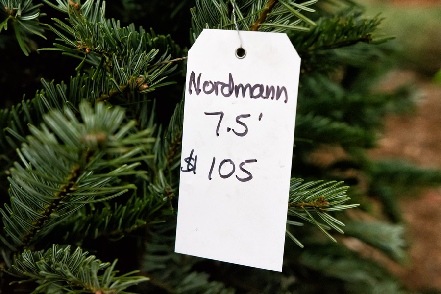 Nordmann Fir price tag photo