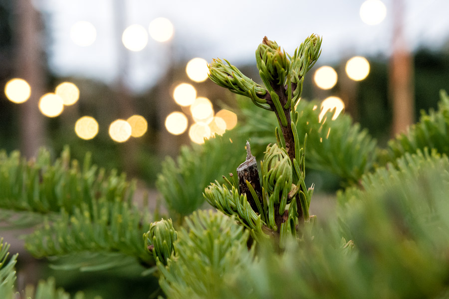 Christmas tree sprig photo