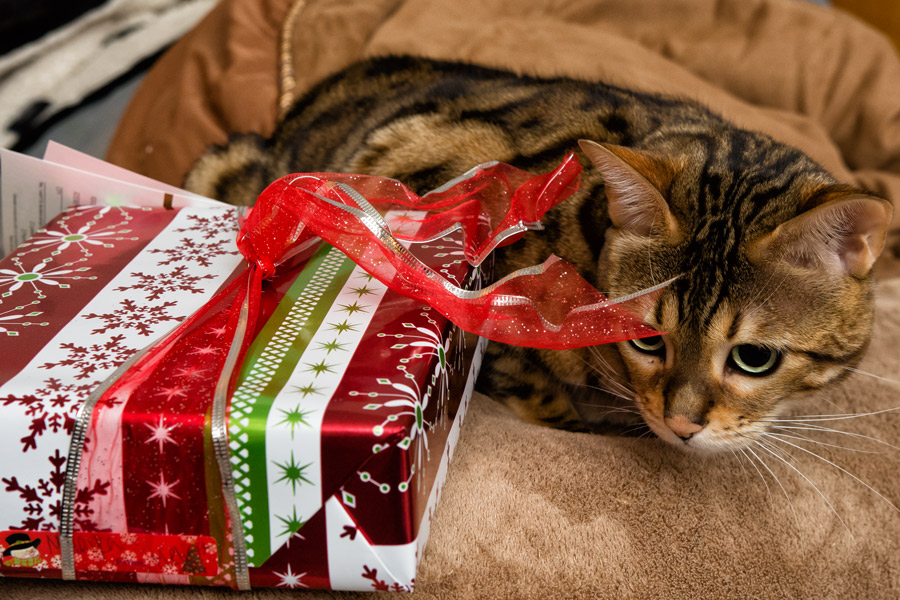 Noctiva Bengal cat with present photo