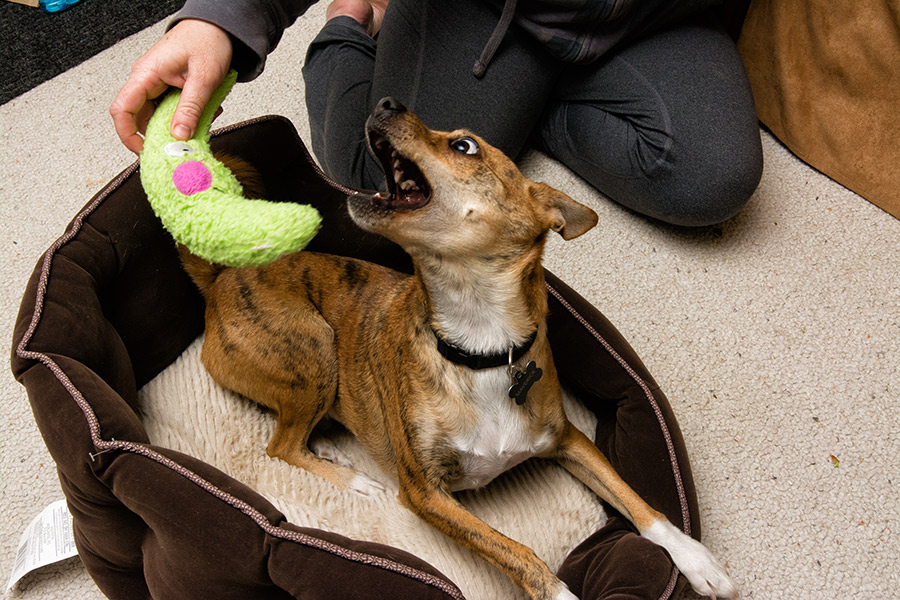 Maverick playing in bed photo